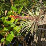 Tillandsia fasciculata Yaprak