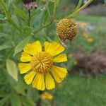 Helenium autumnale Žiedas