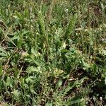 Rostraria cristata Habit