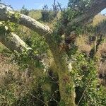 Commiphora schimperi Bark