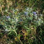 Eryngium amethystinum Liść