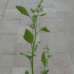 Atriplex patula Συνήθη χαρακτηριστικά