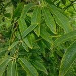 Stauntonia latifolia Blad