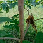 Terminalia superba Corteza
