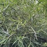 Salix rosmarinifolia برگ