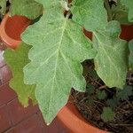 Solanum melongena Blad