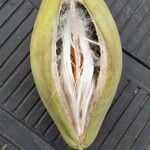 Araujia sericifera Frukt