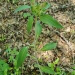 Alstroemeria psittacina Leaf