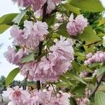 Prunus serrulata Bloem