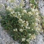 Silene andryalifolia Plante entière