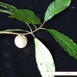 Chrysophyllum venezuelanense Otro