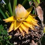 Musella lasiocarpa Flor