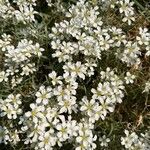 Cerastium biebersteinii 花