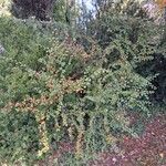 Cotoneaster divaricatus Агульны выгляд