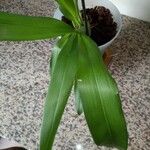 Oncidium crocidipterum Hoja