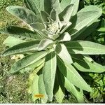 Verbascum phlomoidesBlatt