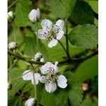 Rubus allegheniensis Kvet