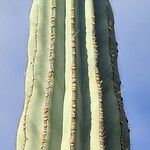 Pachycereus pringlei Yaprak
