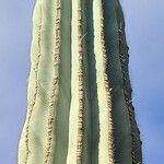 Pachycereus pringlei Leaf