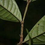 Vochysia tomentosa その他の提案