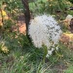 Xerophyllum tenax Blomma