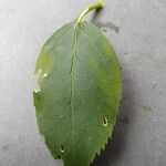 Forsythia viridissima Leaf