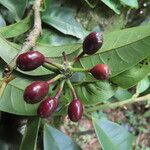 Guatteria costaricensis