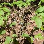 Vaccinium pallidum Fruto
