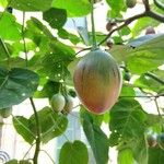 Solanum betaceum Fruit