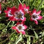 Tulipa clusiana Virág