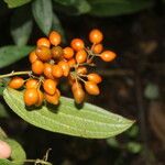 Smilax domingensis Fruto