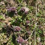 Lamium purpureumFlor