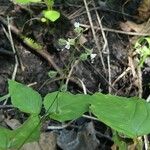 Circaea canadensis Çiçek