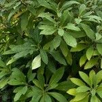 Edgeworthia tomentosa Costuma