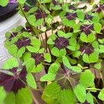 Oxalis tetraphyllaLeht