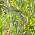 Lysimachia terrestris Leaf