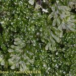 Hymenophyllum tunbrigense Kabuk