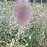 Dipsacus fullonumCvet