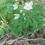 Isopyrum thalictroides Blomst