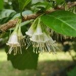 Lonicera pileata Flower