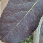 Tabebuia roseoalba 葉