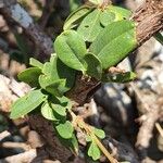 Boscia integrifolia ᱥᱟᱠᱟᱢ