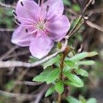 Rhodothamnus chamaecistusYaprak