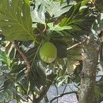 Artocarpus altilis ഫലം