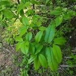 Oxydendrum arboreum Leht