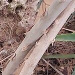 Asparagus retrofractus Bark