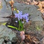 Scilla bifoliaFlower