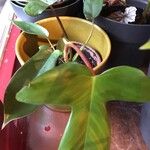 Philodendron pedatum List