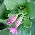 Silene rubella Flower