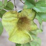 Pterocarpus angolensis Fruto